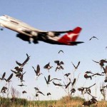 Ilustrasi burung tabrak pesawat