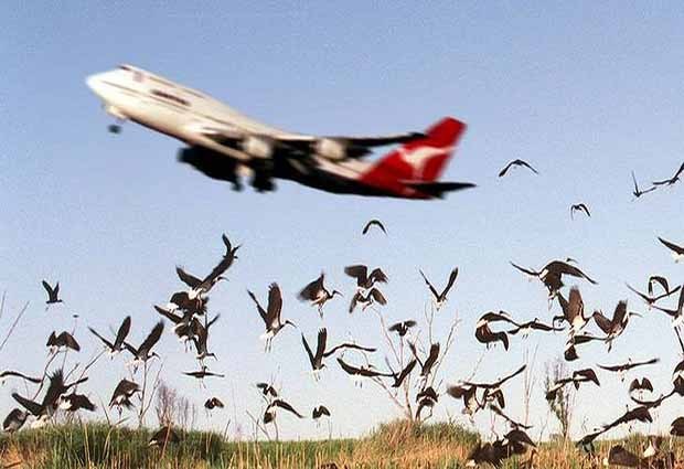Ilustrasi burung tabrak pesawat
