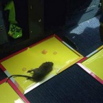 Tikus Berkeliaran di Kabin, Loong Air Putar Balik