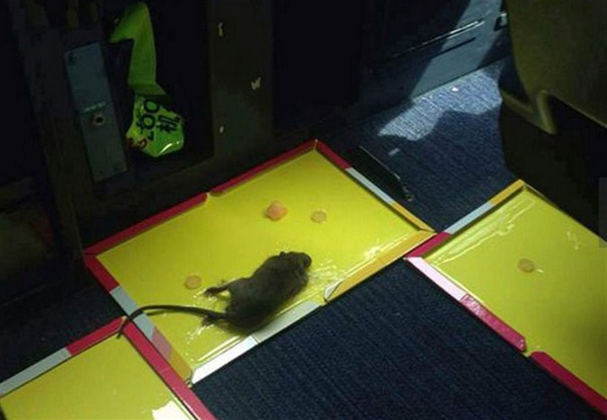 Tikus Berkeliaran di Kabin, Loong Air Putar Balik
