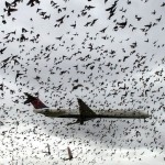 70 Ribu Burung di New York Dibunuh untuk Amankan Penerbangan