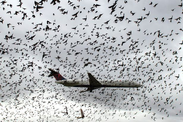 70 Ribu Burung di New York Dibunuh untuk Amankan Penerbangan