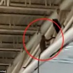 Monyet Berkeliaran di Bandara, Ganggu Penerbangan Hampir Seharian
