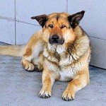 Ditinggal Pemiliknya di Bandara, Anjing ini Mendadak Jadi Selebritis