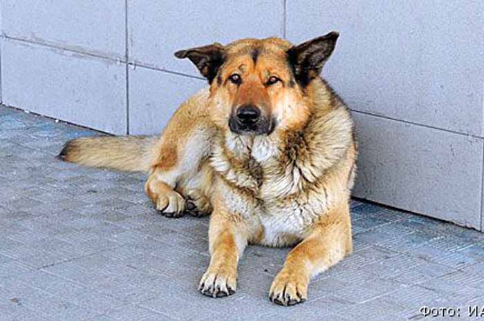 Ditinggal Pemiliknya di Bandara, Anjing ini Mendadak Jadi Selebritis