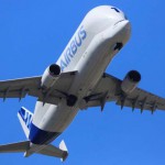 Beluga, Si Paus Putih dari Langit