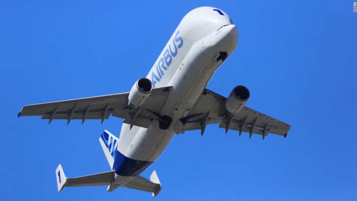 Beluga, Si Paus Putih dari Langit