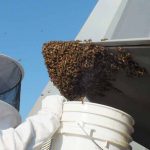 F-22 Raptor Grounded Honey Bees