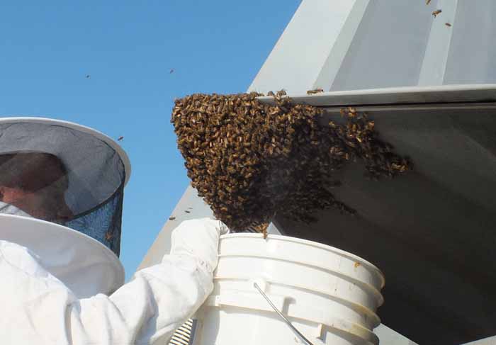 F-22 Raptor Grounded Honey Bees