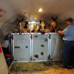 Inilah Air Horse One, Pesawat Khusus untuk Kuda Mahal