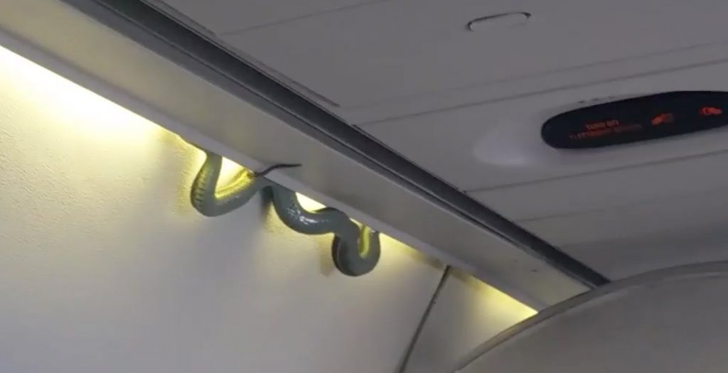 Ular Muncul di Kabin Pesawat, Penumpang Aeromexico Panik