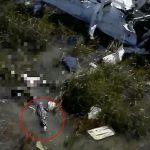 Mayat Pilot Pesawat yang Jatuh di Florida Dimakan Buaya