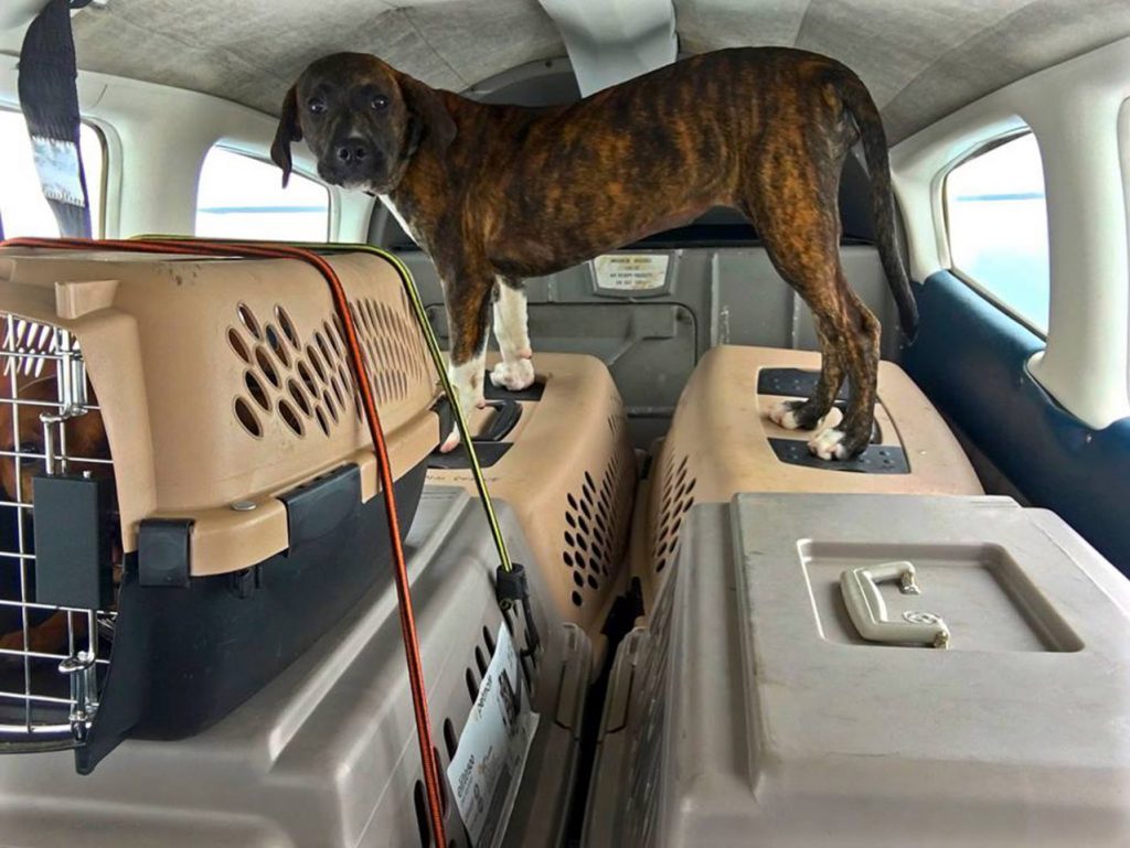 Terbang Demi Selamatkan Para Anjing