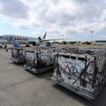 Qatar Airways Angkut Sapi Perah Tembus Blokade Ekonomi