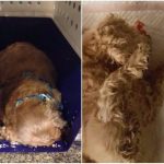 Anjing Tewas, Singapore Airlines Gelar Penyelidikan