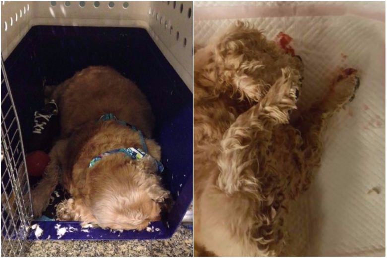 Anjing Tewas, Singapore Airlines Gelar Penyelidikan